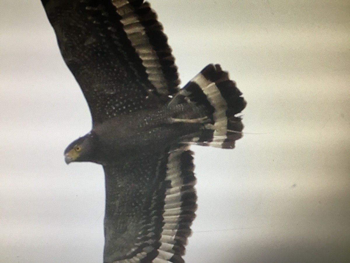 Crested Serpent-Eagle - ML152014341