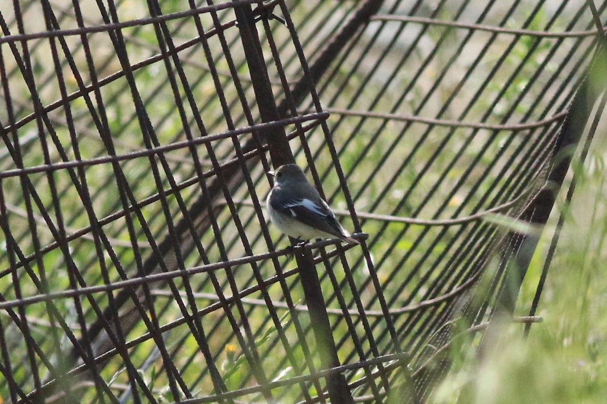 Collared Flycatcher - ML152015411