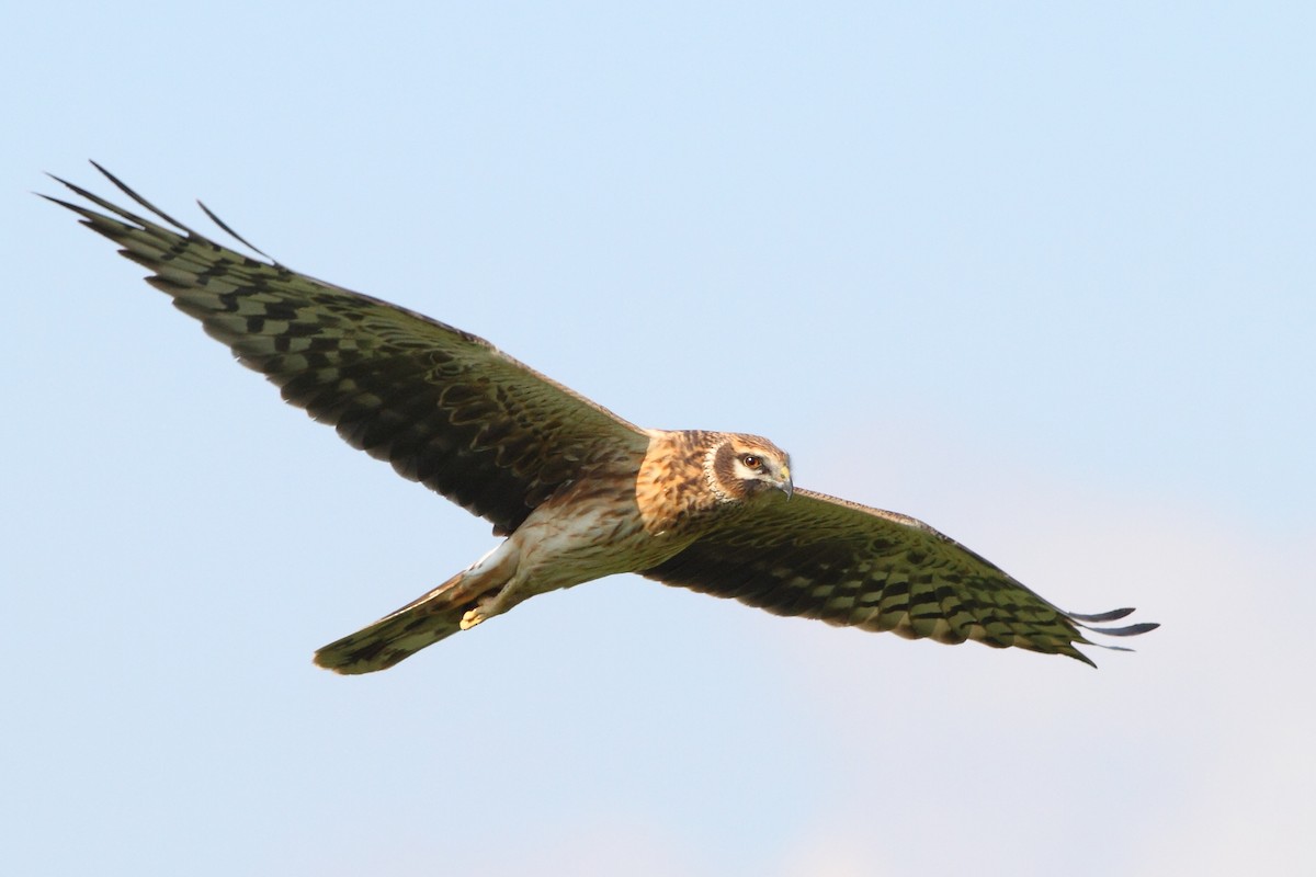 Pallid Harrier - ML152015831