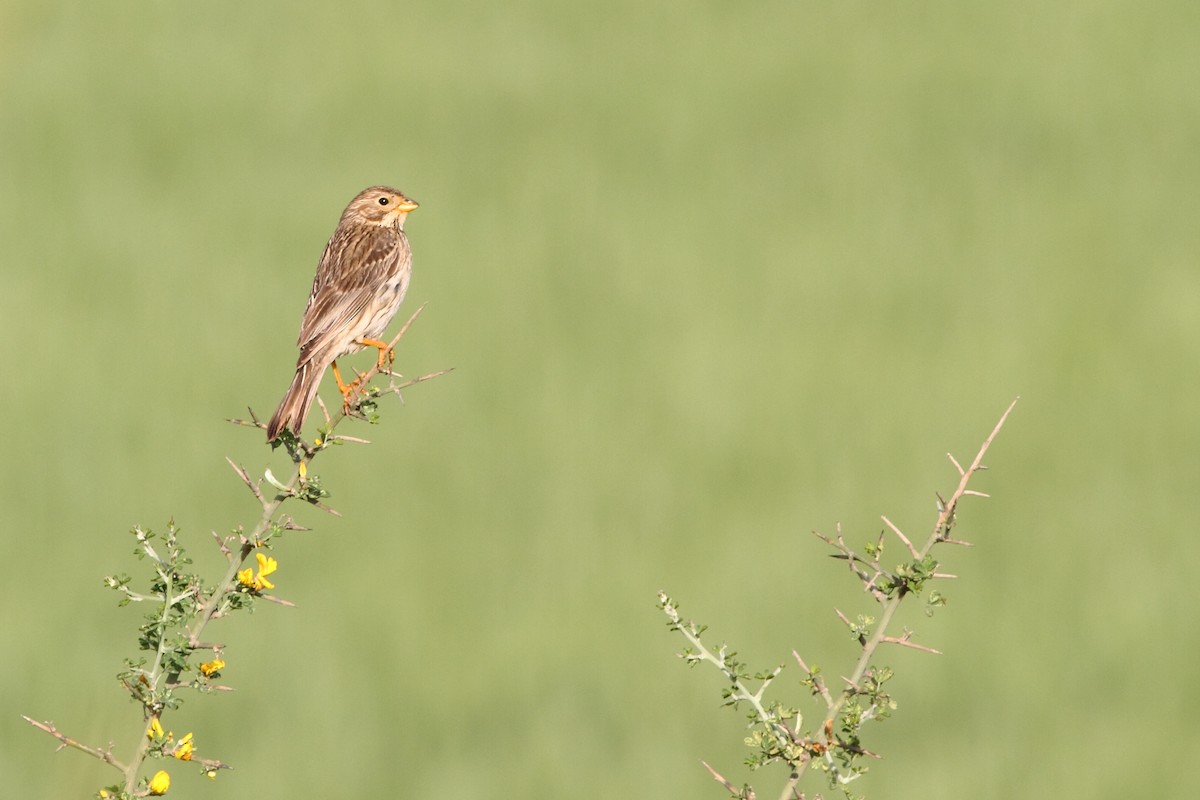 Corn Bunting - ML152015921