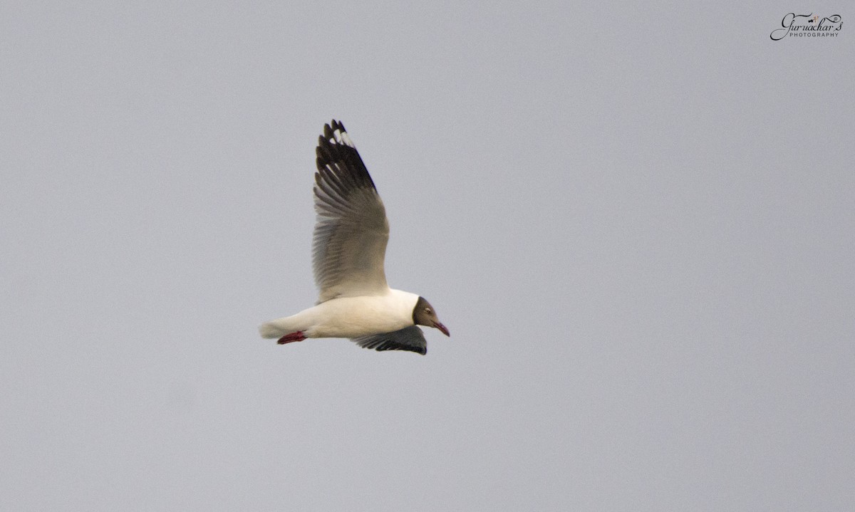 Brown-headed Gull - ML152016101