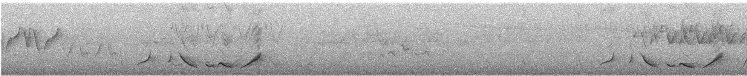 Grammatoptile strié - ML152016811