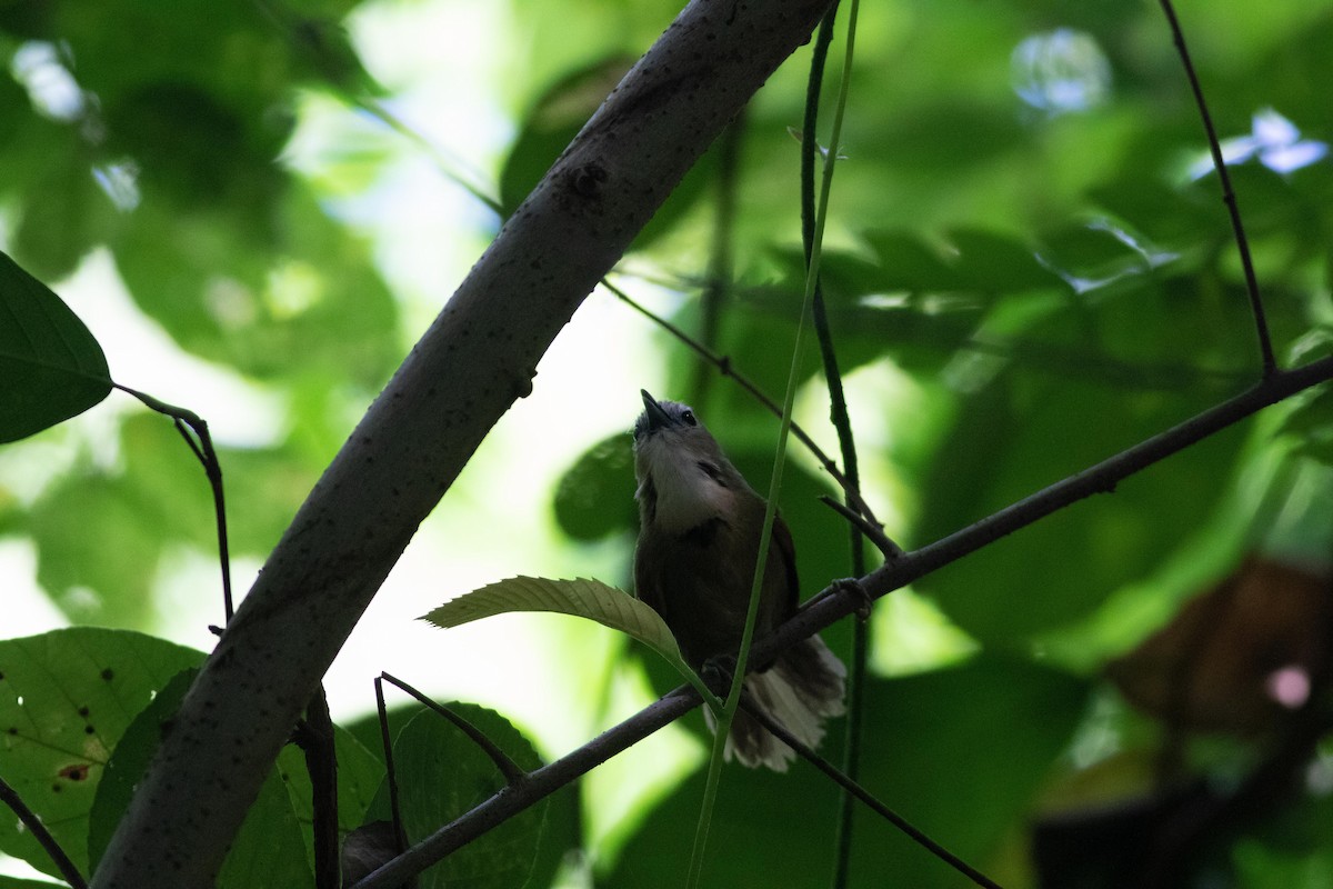 Crescent-chested Babbler - ML152017321