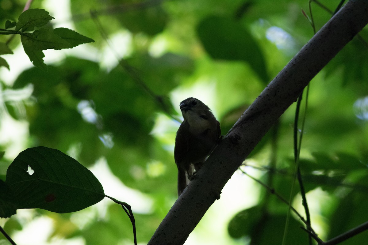 Crescent-chested Babbler - ML152017331