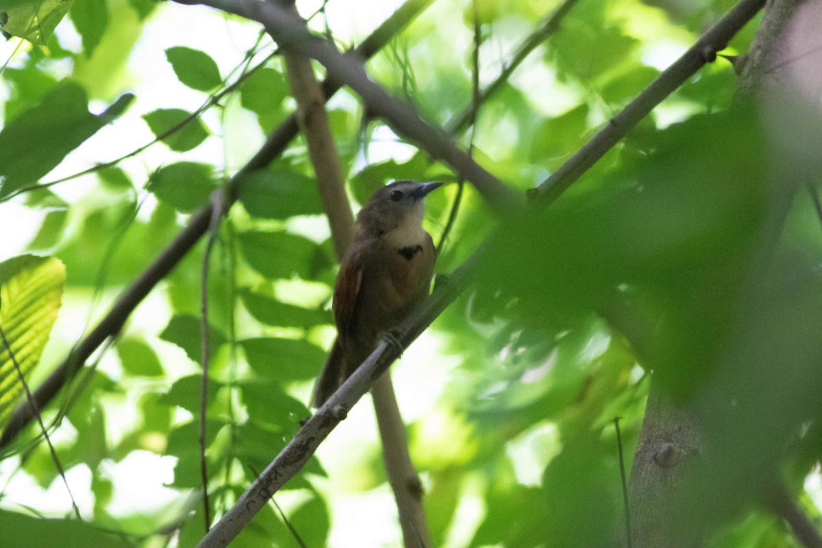 Crescent-chested Babbler - ML152017341