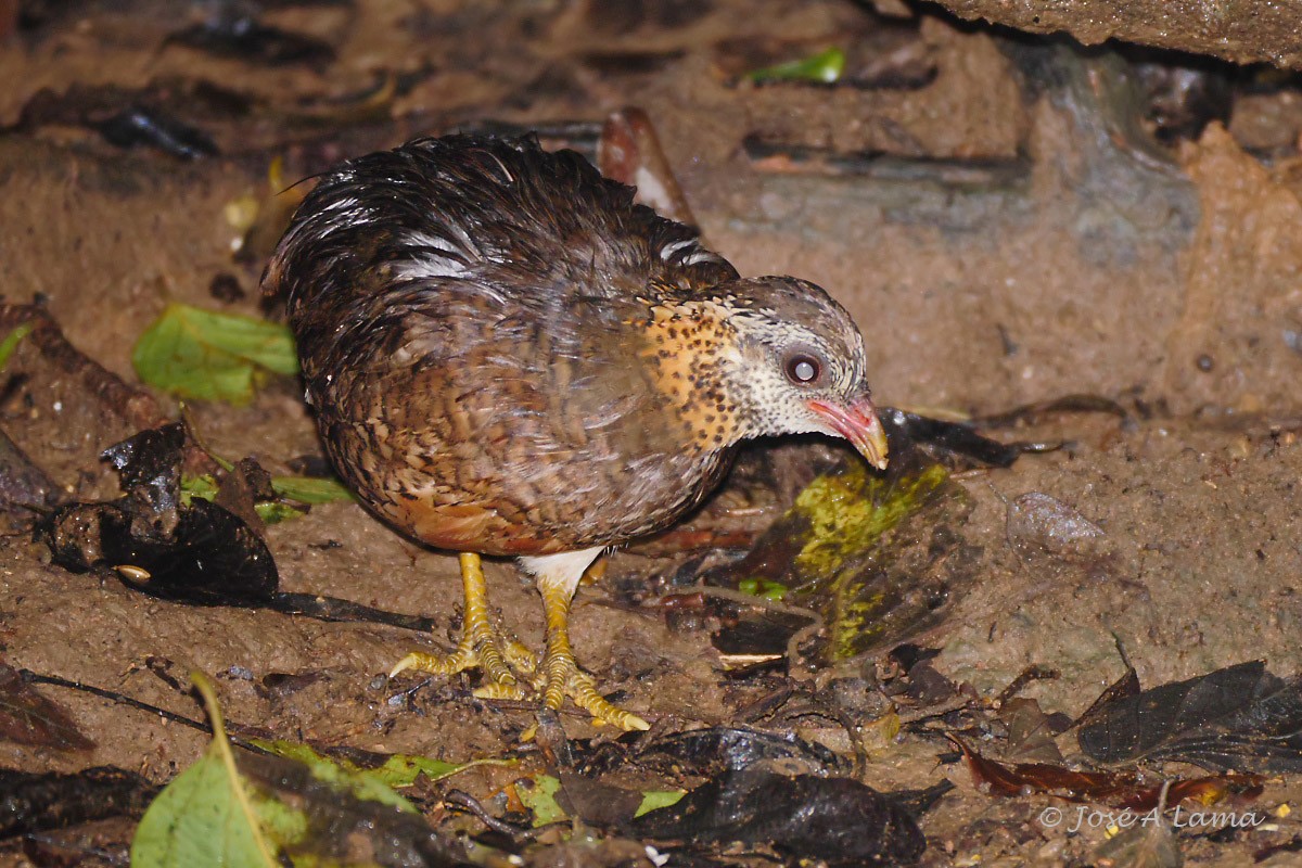 Scaly-breasted Partridge - ML152017531