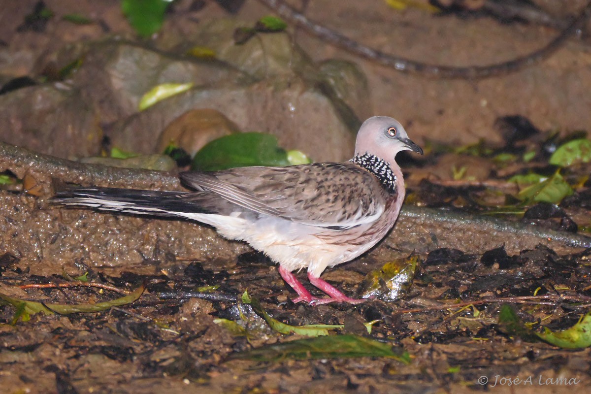 珠頸斑鳩 - ML152017561