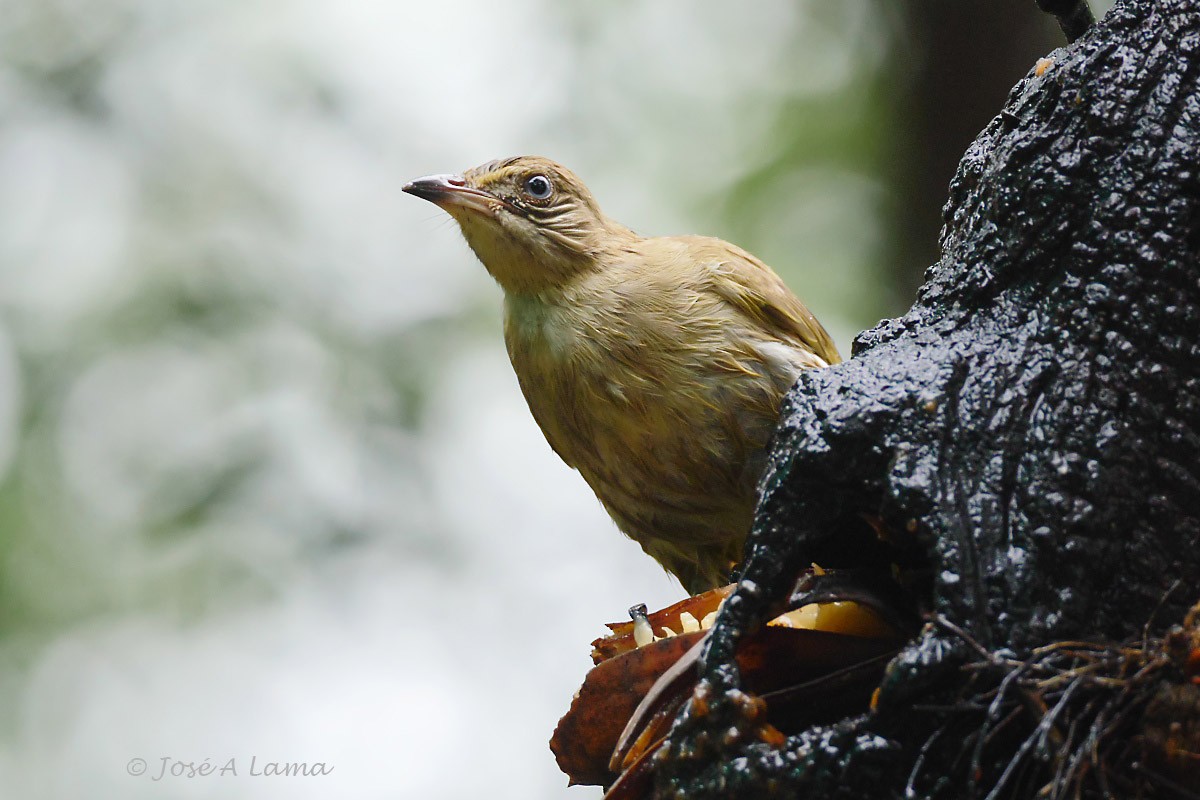 Streak-eared Bulbul - ML152017621