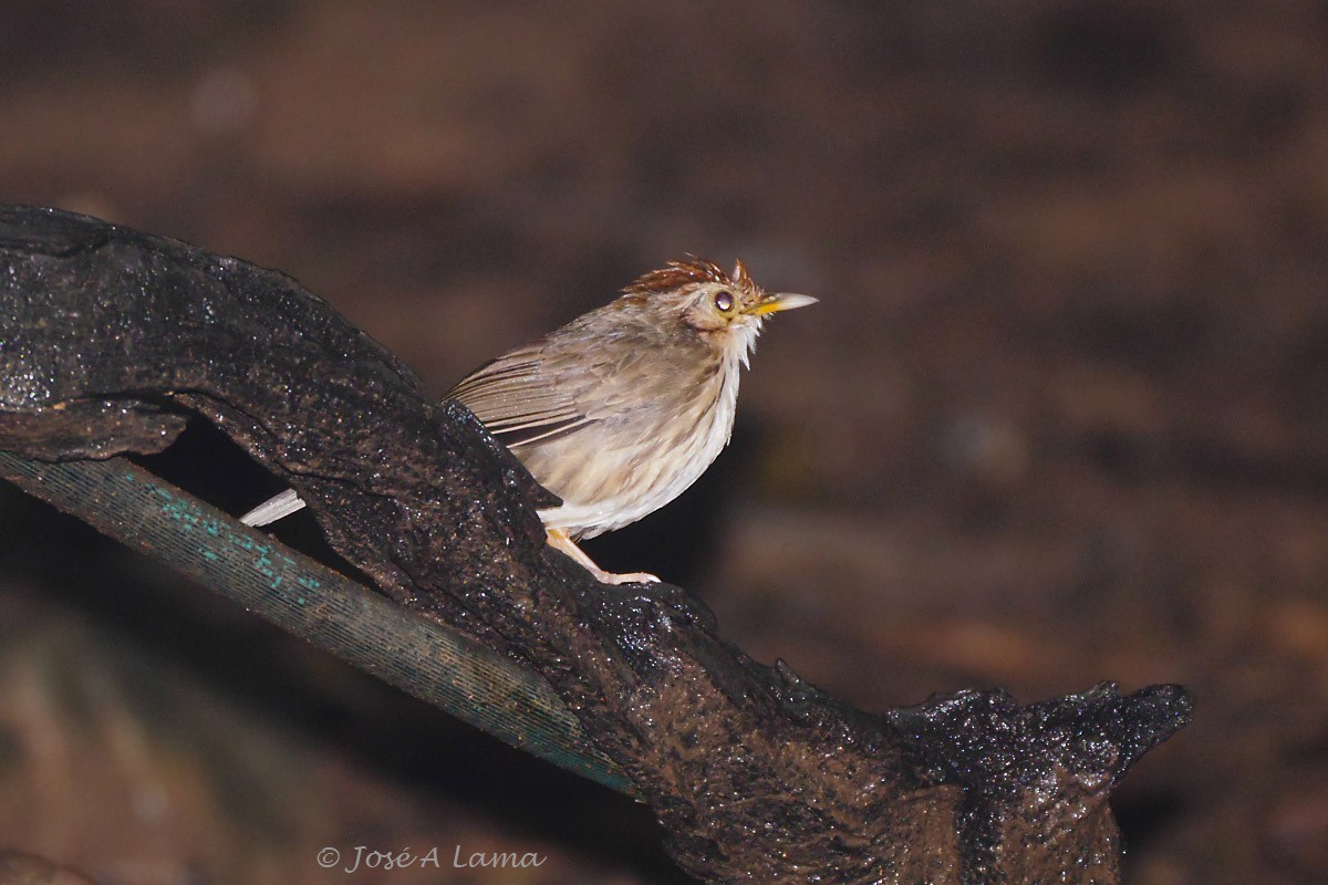 Puff-throated Babbler - ML152017661