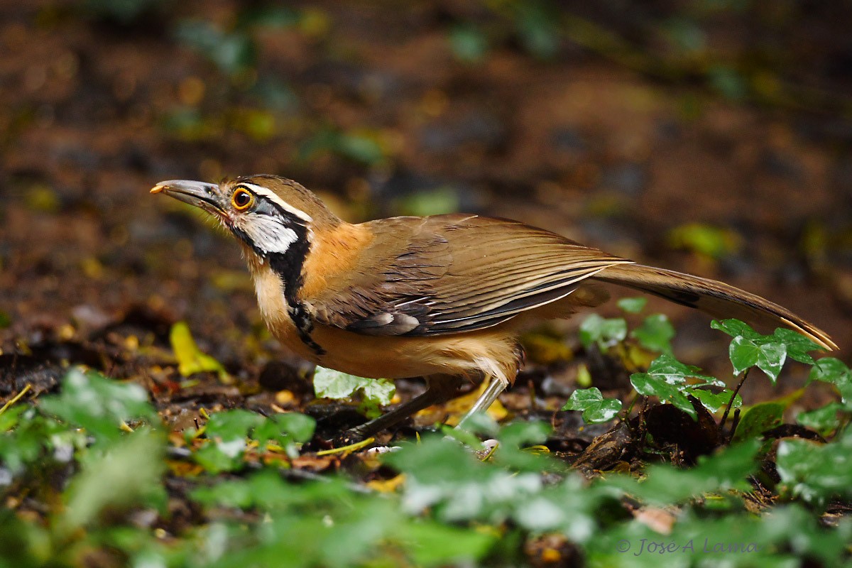 Greater Necklaced Laughingthrush - ML152017681