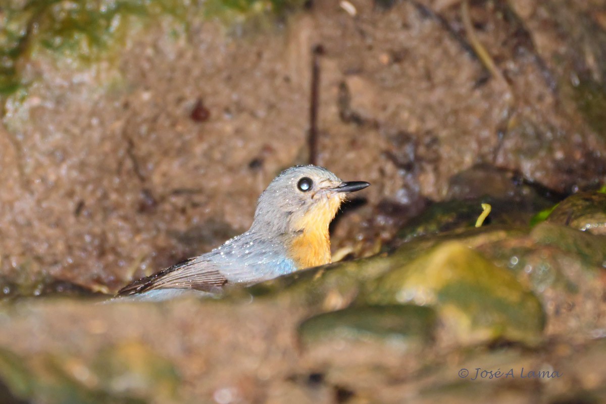 Indochinese Blue Flycatcher - ML152017691