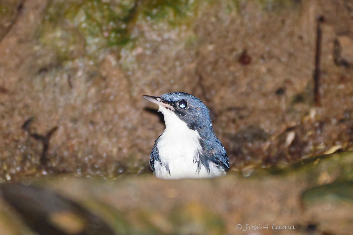 Siberian Blue Robin - ML152017701