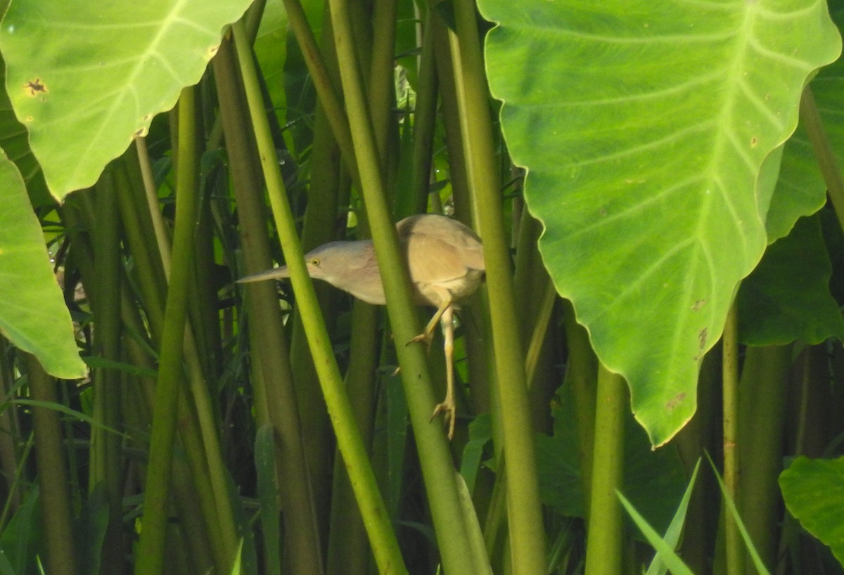 Yellow Bittern - ML152018431