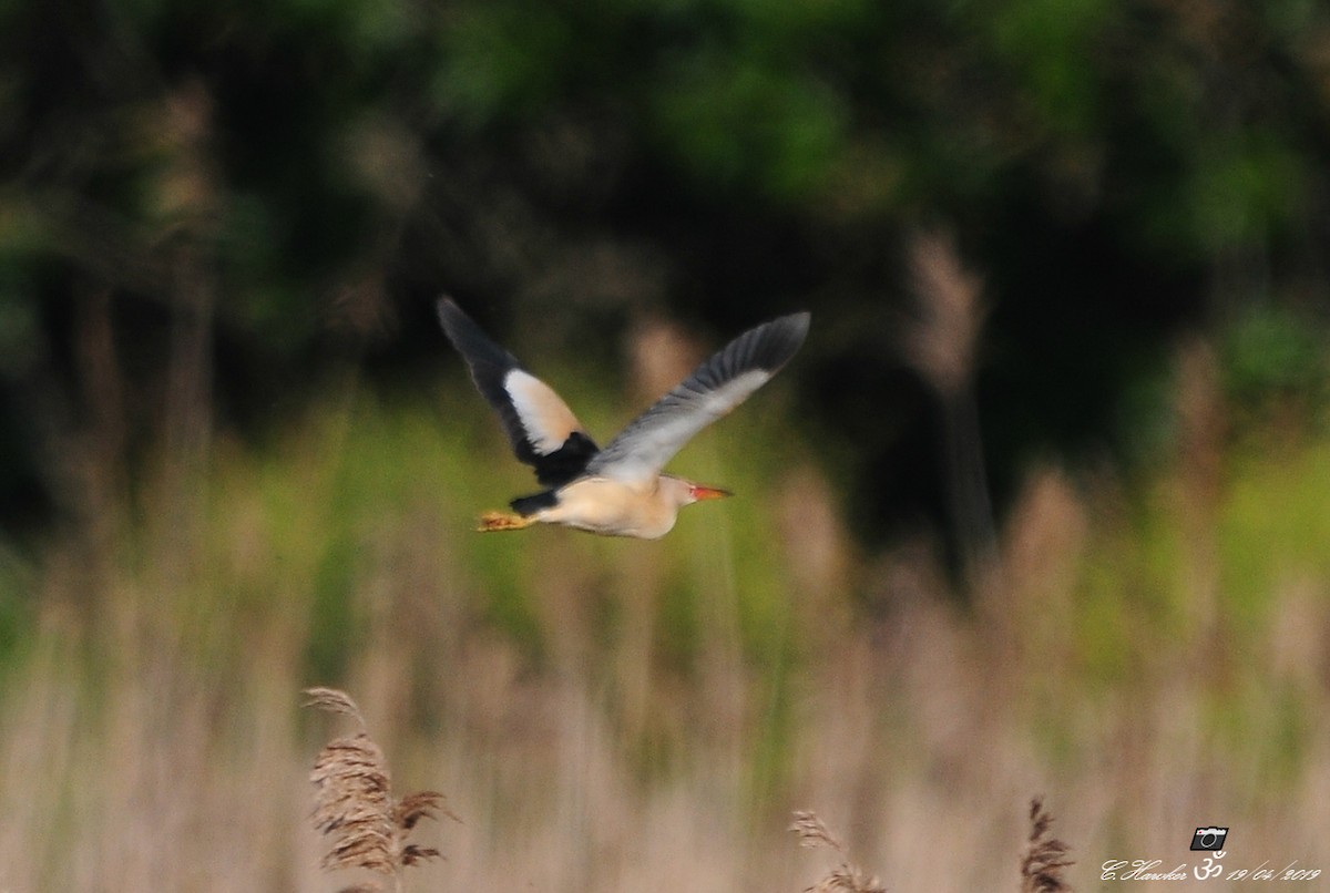 Little Bittern - ML152018681