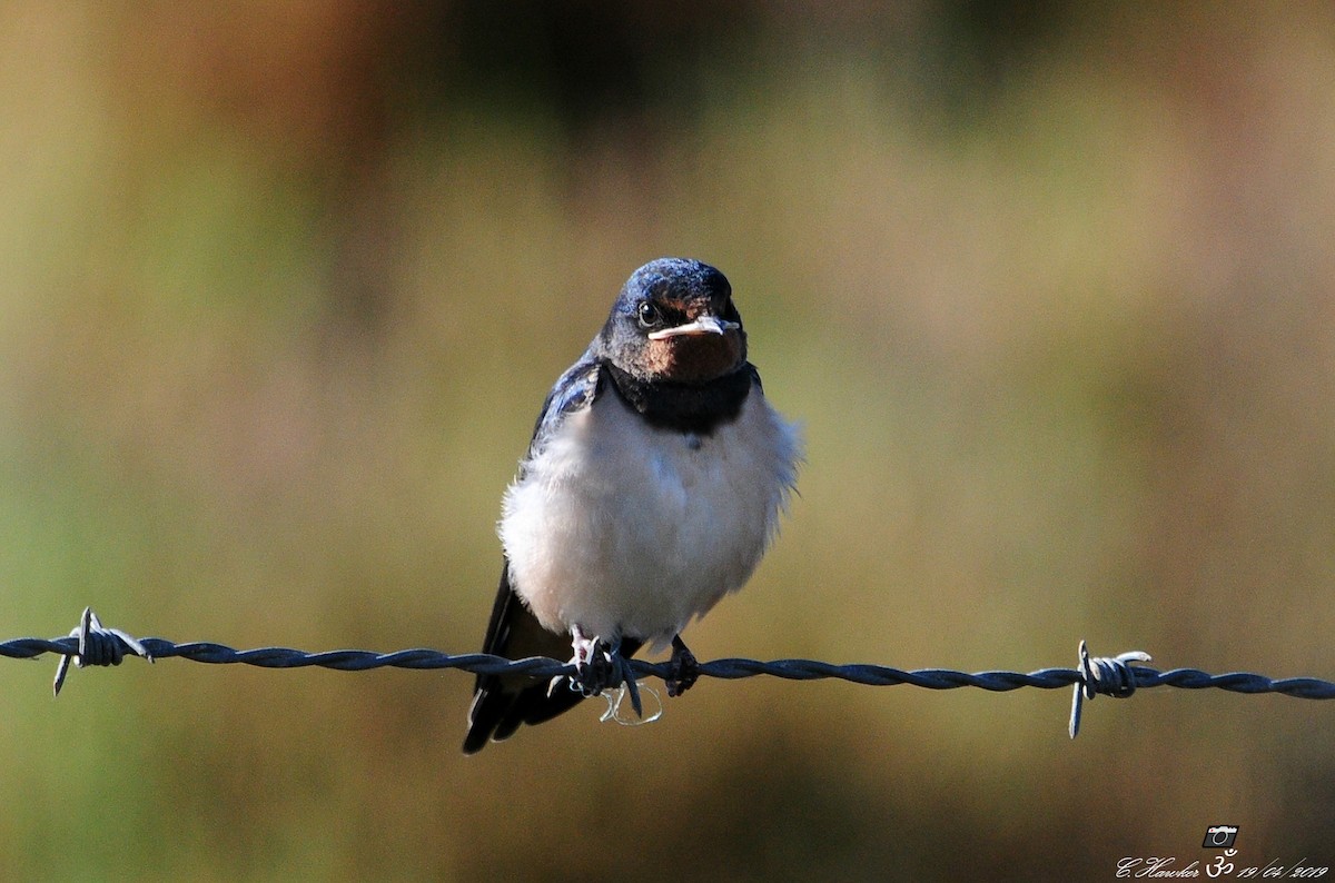 Barn Swallow - ML152018831