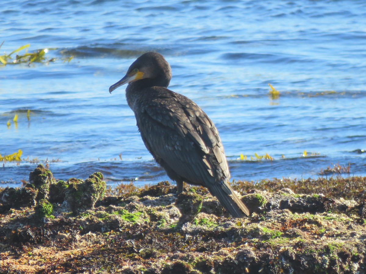 Great Cormorant - Jennifer Smith