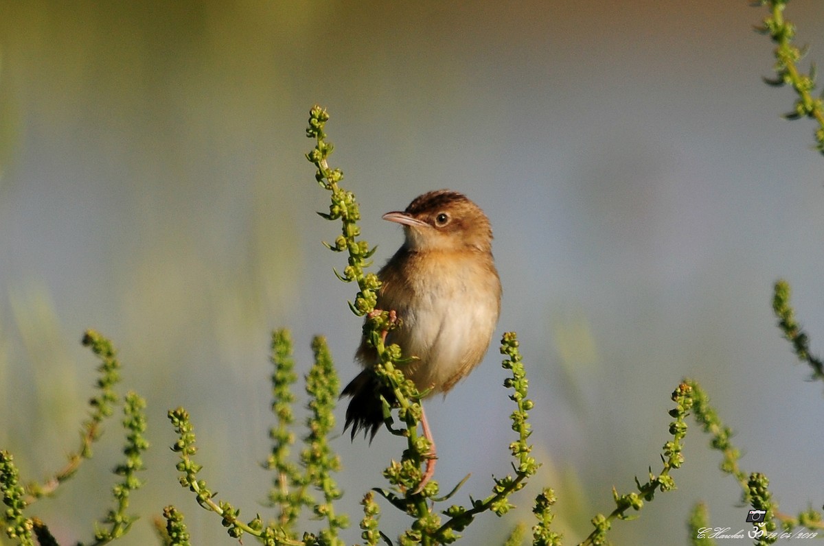 Zitting Cisticola - Carl  Hawker