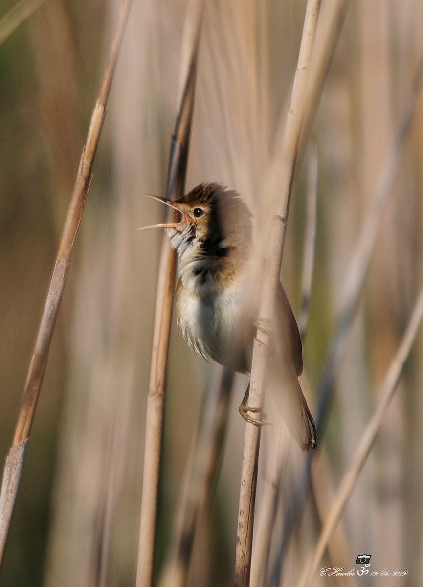 Common Reed Warbler - ML152018981