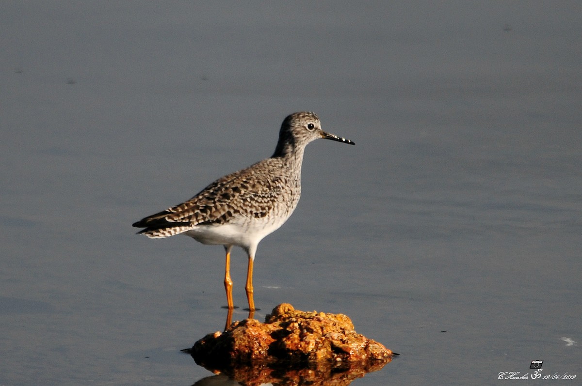 Lesser Yellowlegs - ML152019111