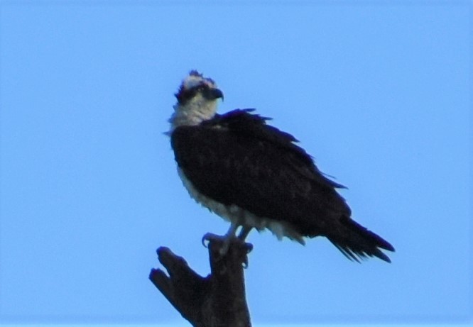 Osprey - ML152020601