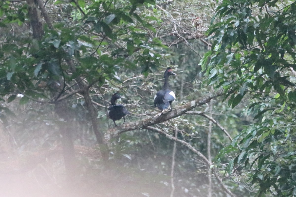 Muscovy Duck - ML152020671