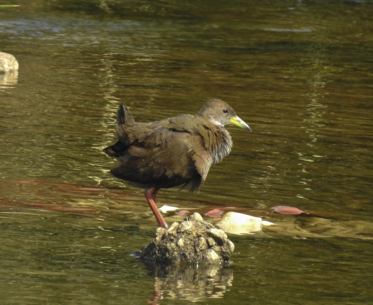 Brown Crake - ML152021271