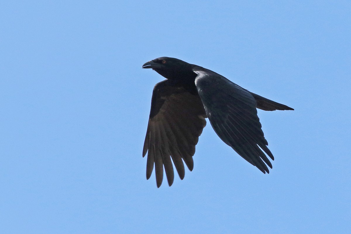 White-necked Crow - ML152022531