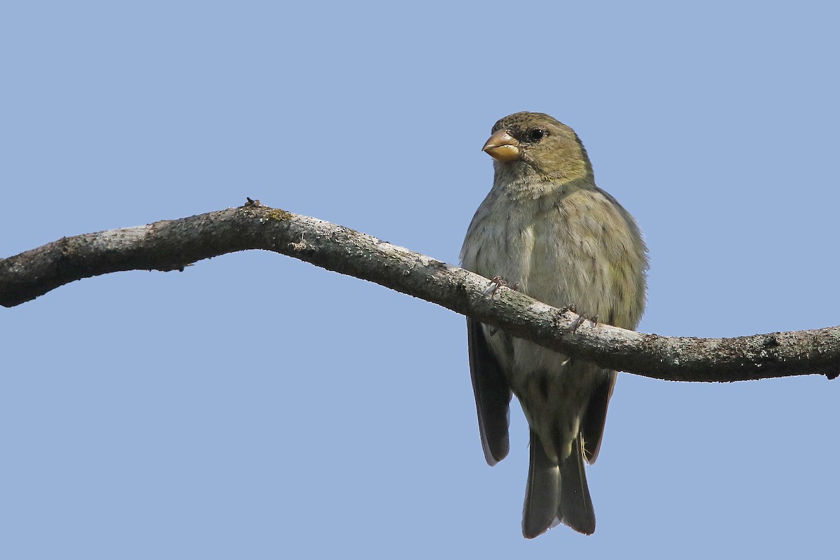 Antillean Siskin - ML152022551