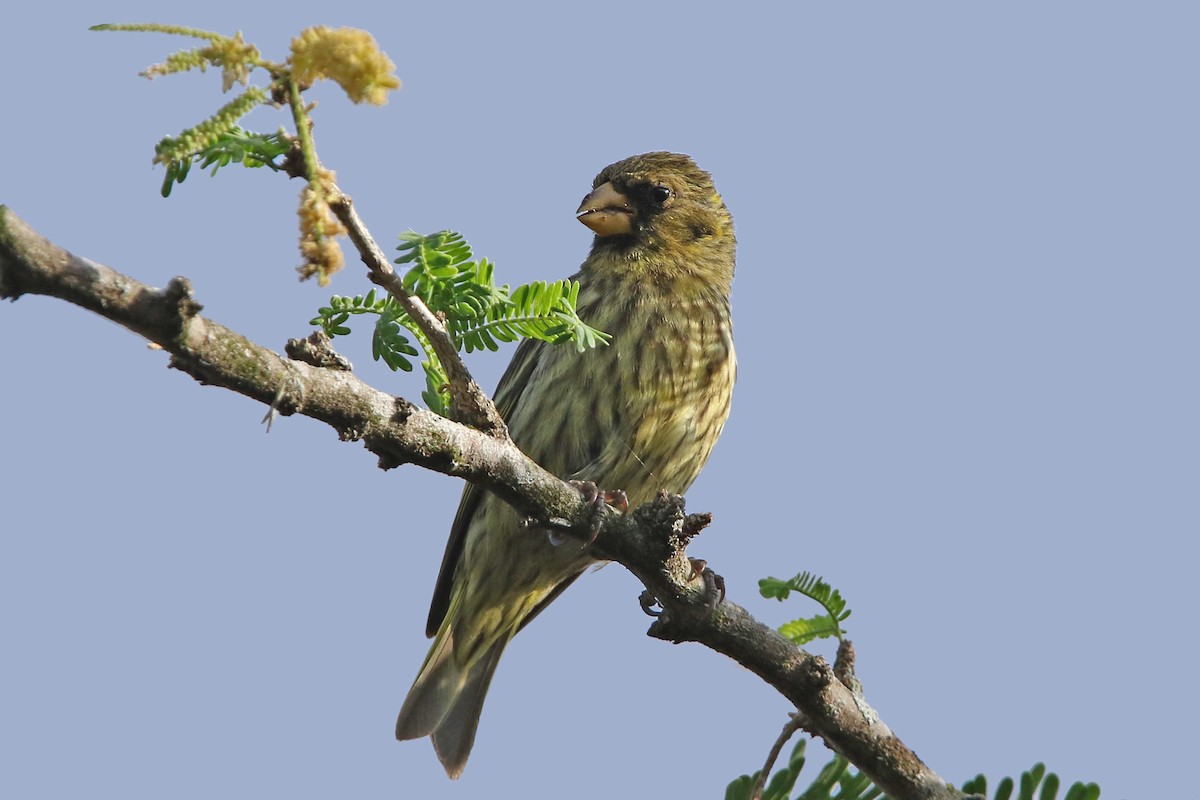 Antillean Siskin - ML152022561