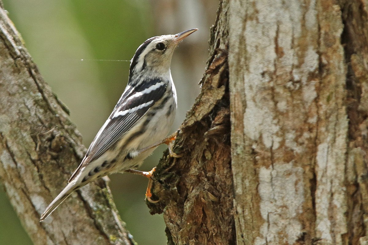 Black-and-white Warbler - ML152022591