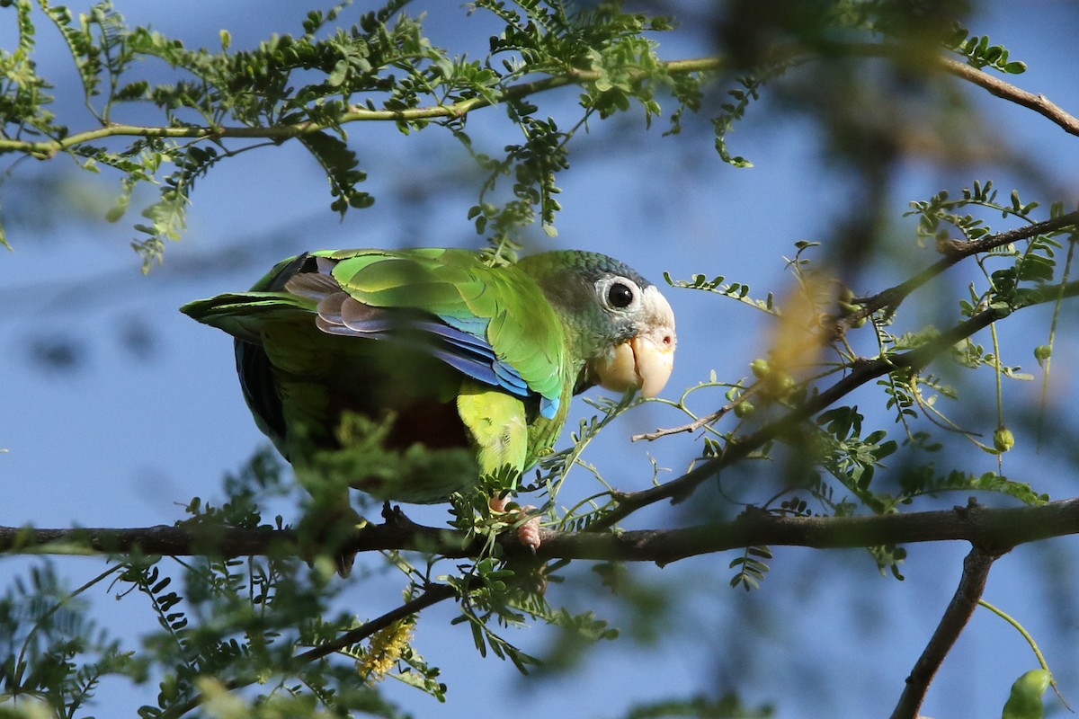 Hispaniolan Amazon - Volker Hesse