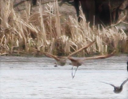 Marbled Godwit - ML152023121