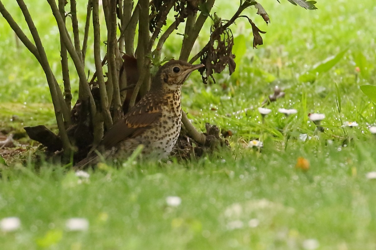 Song Thrush - António Gonçalves