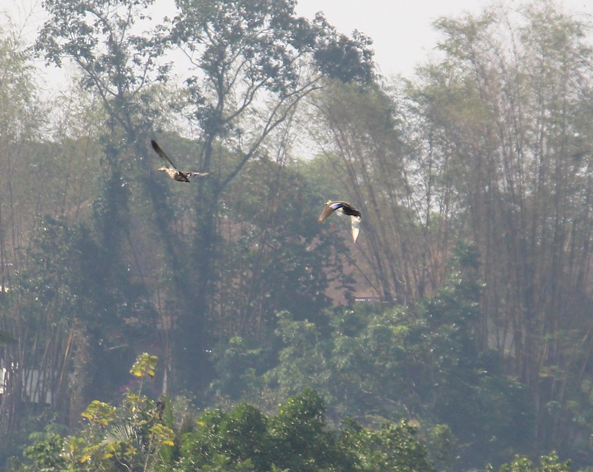 Indian Spot-billed Duck - ML152023501