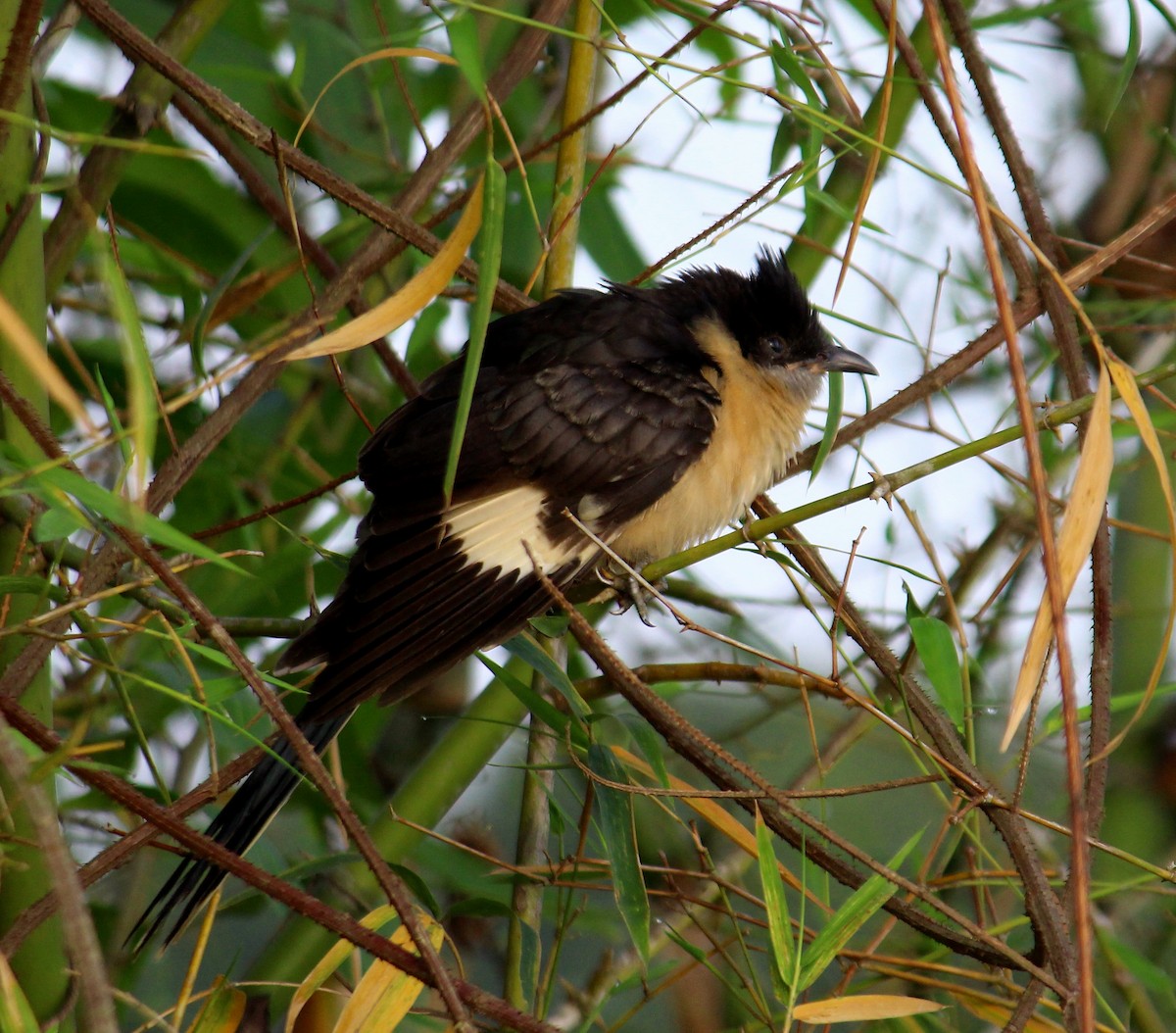 Pied Cuckoo - Bindu  K