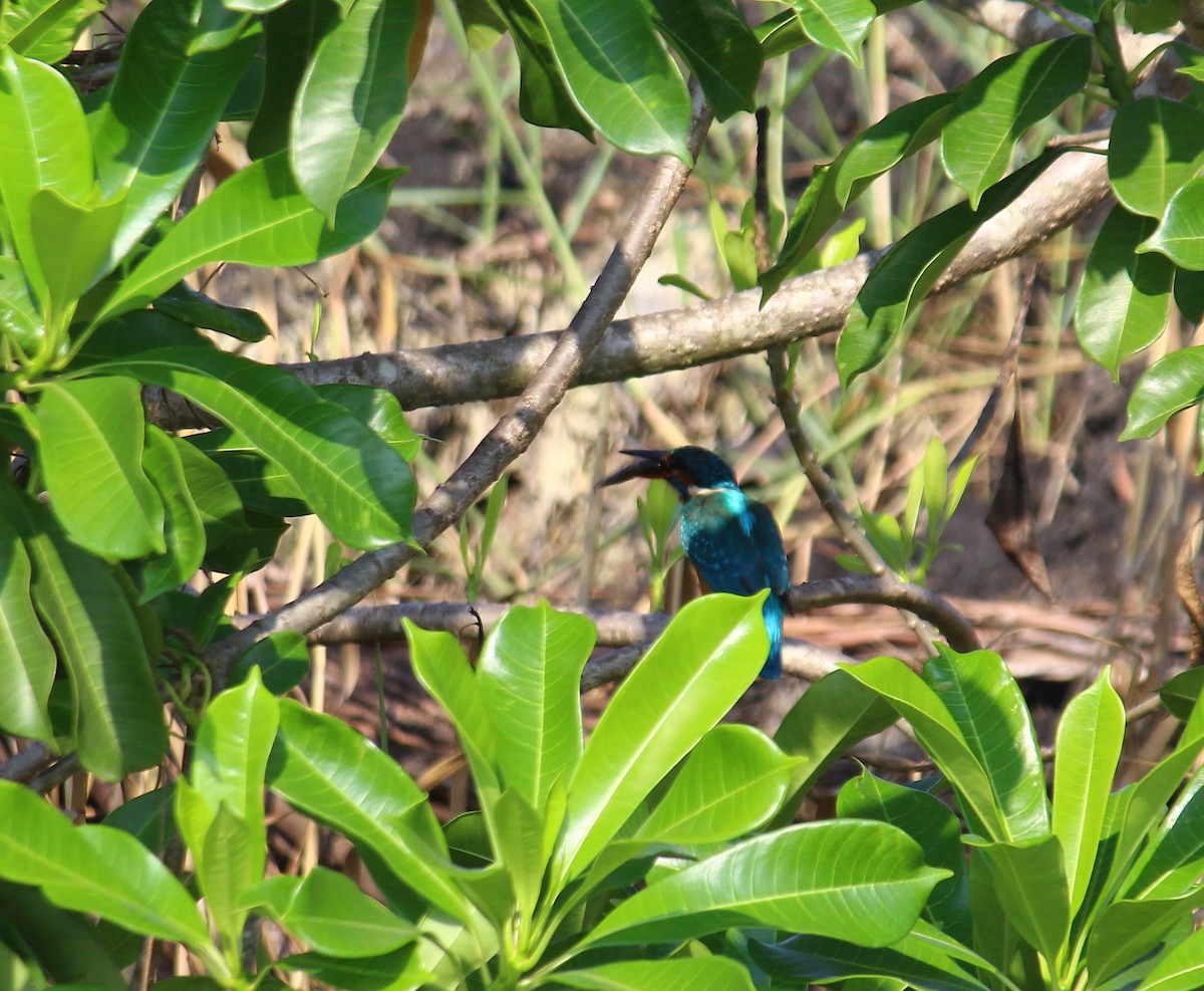 Common Kingfisher - Bindu  K