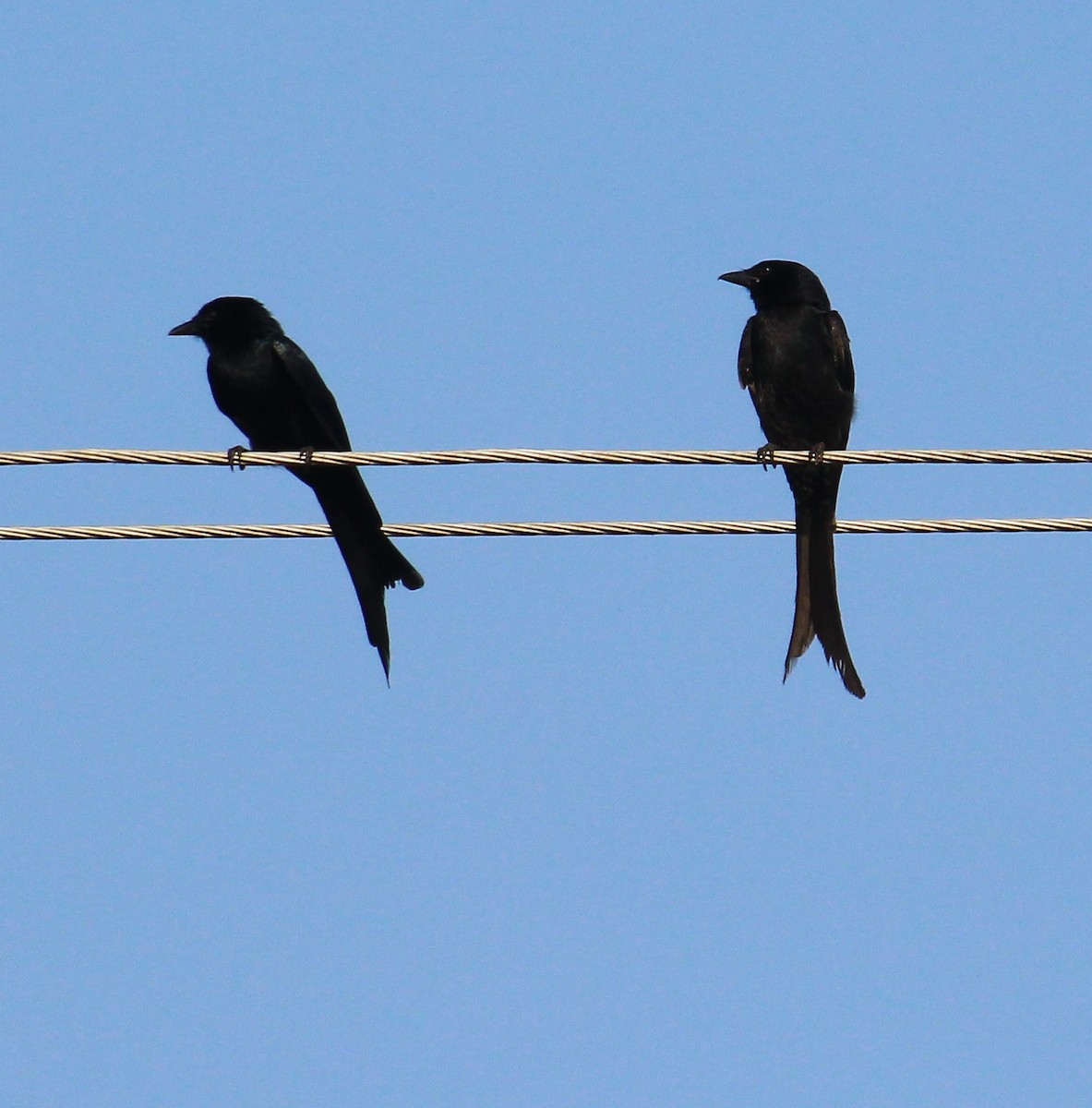 Black Drongo - Bindu  K