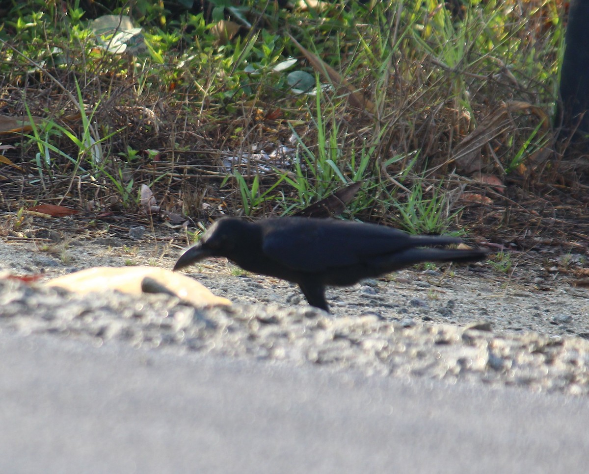 Large-billed Crow - ML152023801