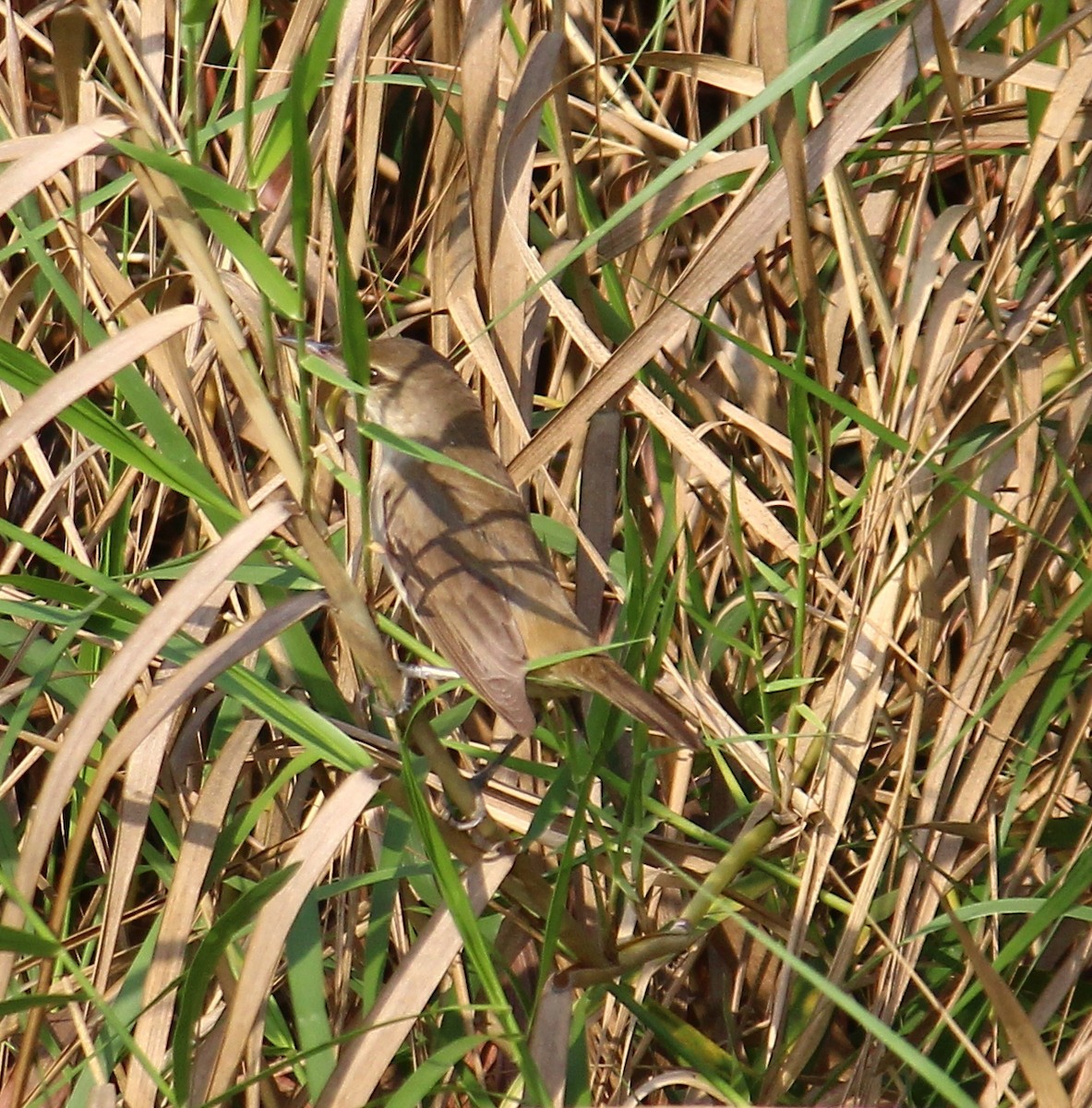 Clamorous Reed Warbler - Bindu  K