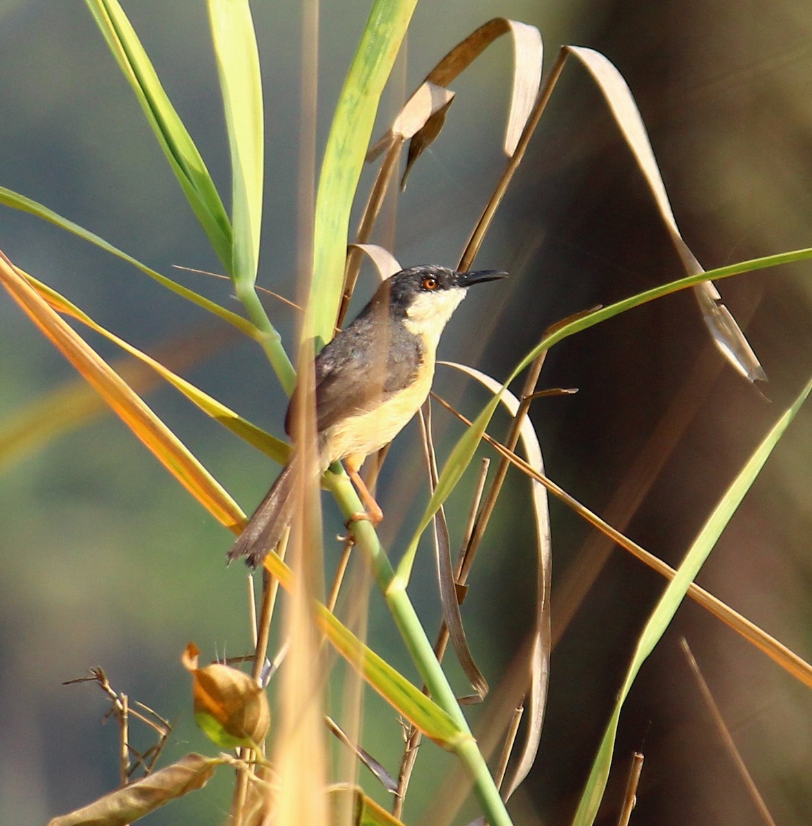 Ashy Prinia - Bindu  K