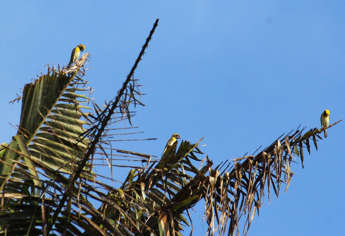 Baya Weaver - Bindu  K