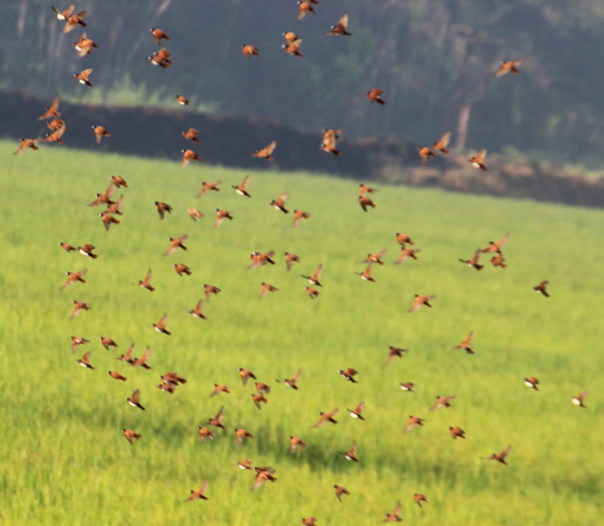 Tricolored Munia - Bindu  K