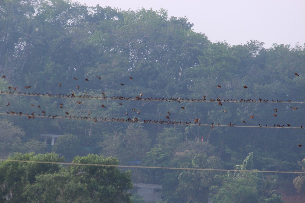 Tricolored Munia - ML152024071