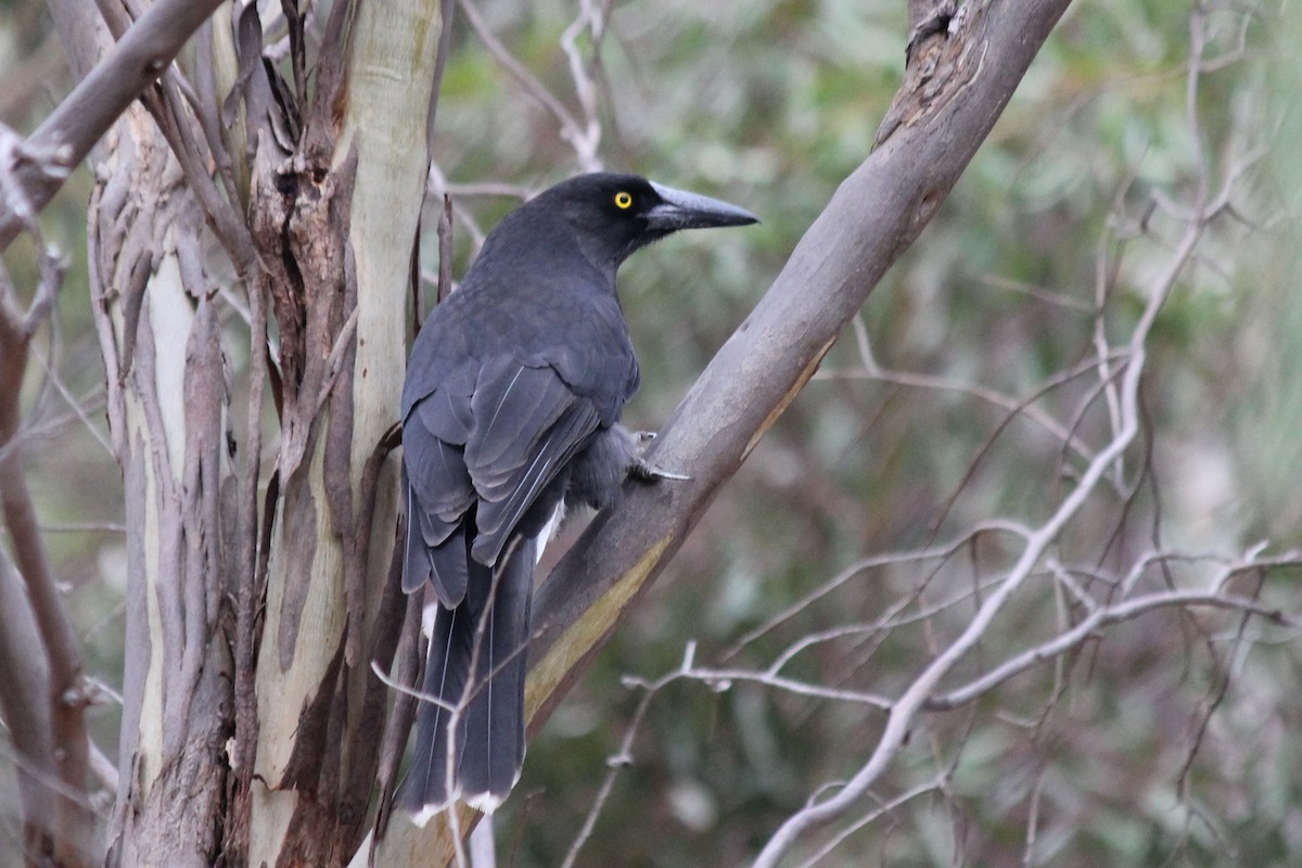 Gray Currawong - ML152024241