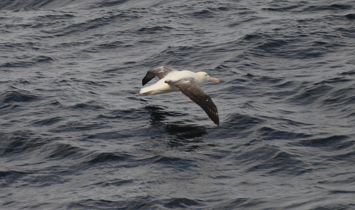 Northern/Southern Royal Albatross - ML152024511