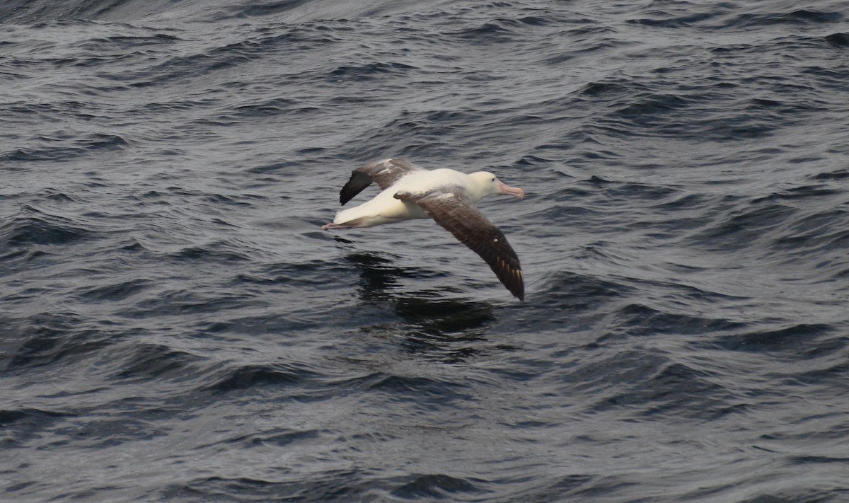 Albatros de Sanford ou A. royal - ML152024511