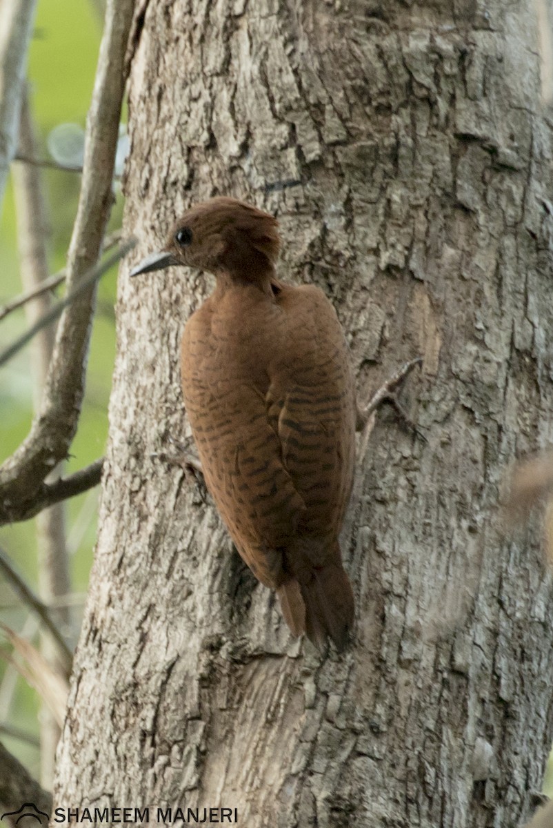 Rufous Woodpecker - Shameem. A.P