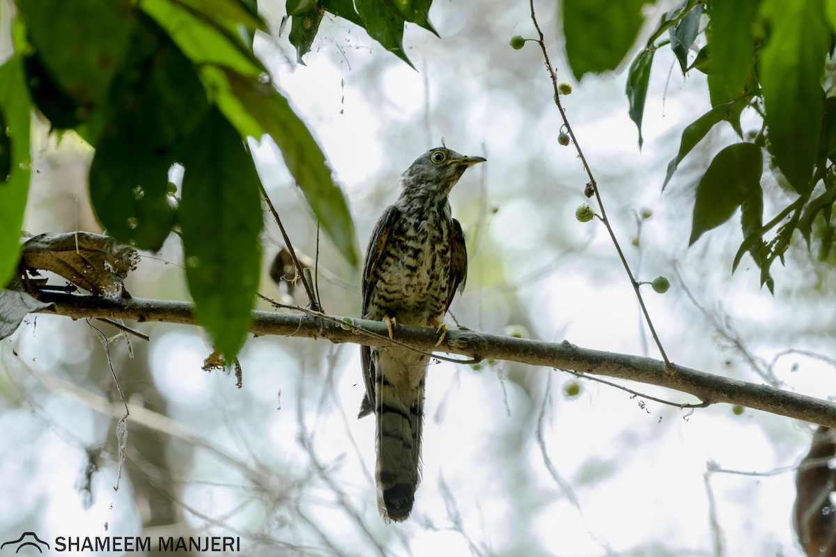 Common Hawk-Cuckoo - Shameem. A.P