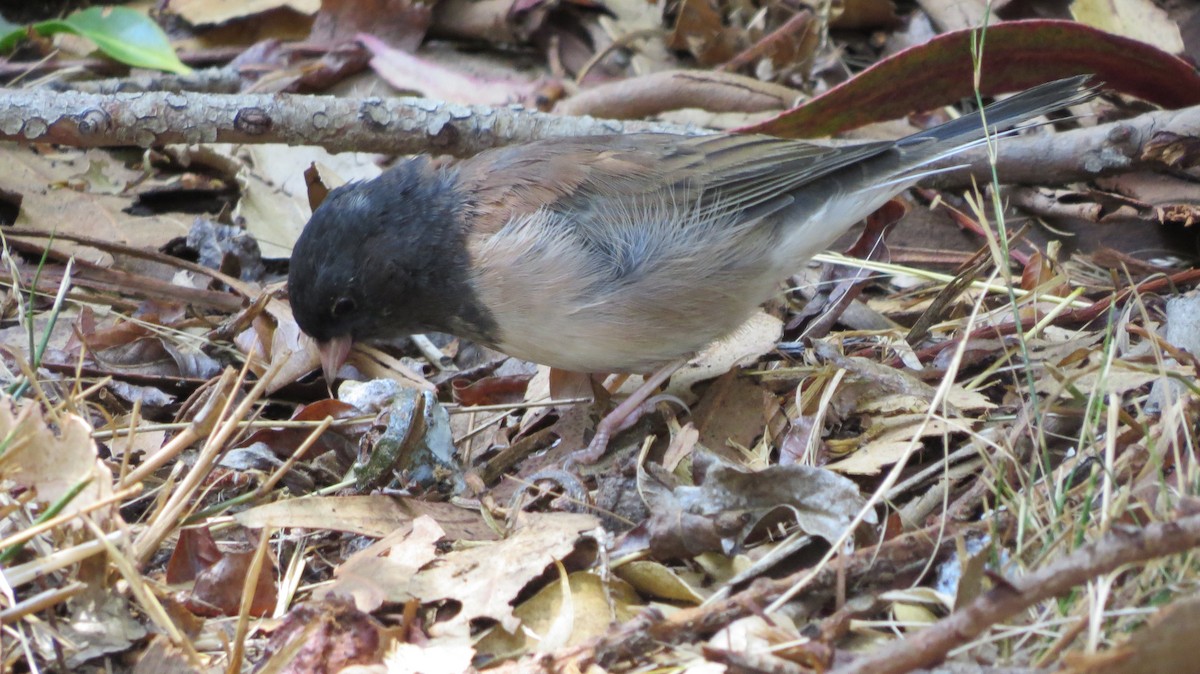 Dark-eyed Junco - ML152025191