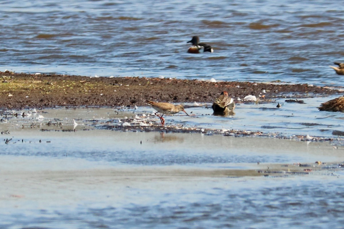 Common Redshank - Letty Roedolf Groenenboom